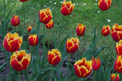 Tulipani
